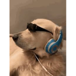 A howl of dogs