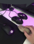 Bacon group (bacon)