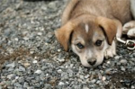 Dog Savers