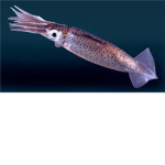 The Squid Community