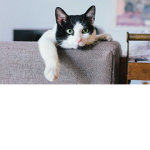 Danger_Cat235’s group