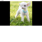 Lambs for Life