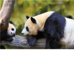 IT'S THE PANDA SQUAD