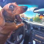 Weinerdog231