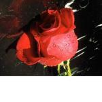 {red rose}
