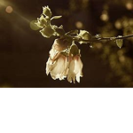 Dying Flower