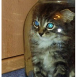 coolcatslol fan club