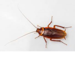 I eat roaches