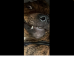 Silly oct