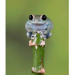 Frog army's