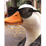 DUCKGANGS