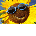 Colorful Sunflowers!
