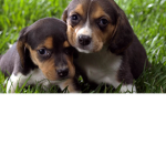 A Group That Likes Dogs
