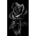 *Dark Roses!*