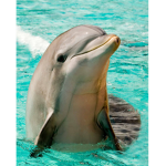 Dolphin Man