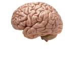 TheBigBrains