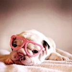 Super Kawaii Animal Adorers!