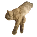 Catstructors Inc.