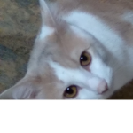bubblegum the cat is cute