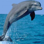Dolphin Dude