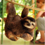 The team for sloths