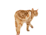 cat_city