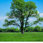 the trees are awsome group