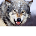The Killer Wolf Gang