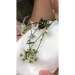 Join if you like bees
