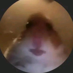roblox_boyy