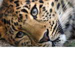 Cheetahs Are Dope