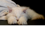 Kitten club house