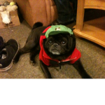 daisy is dapper