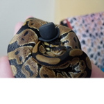 snakes with hats