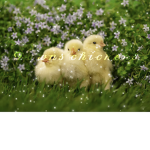 dawn’s chickens