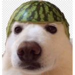 DogeInThePartyhouse