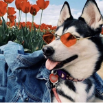#little husky’s squad
