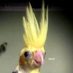Crazy Birb Attack Raiders