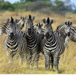 hot zebras;-;