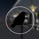 FIyBird