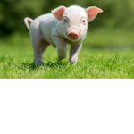 Pig pals!