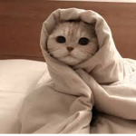 cats r pretty cool