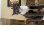 The Wild Cat creature