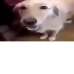 ima dab