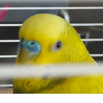 Dünyanın En Kısa Ve Kolay Obby'si