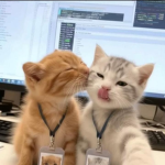 meoowis