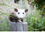 Possum Revolution!