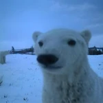 silly bear games Group Thumbnail