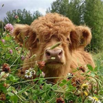 cow SqUaD .>.