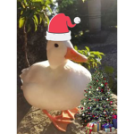 !The Duck squad!